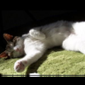 Meet your Posher, Liz